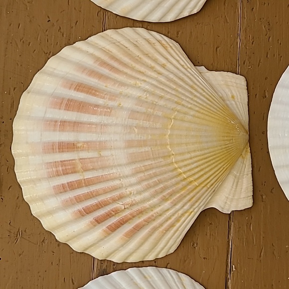 Medium Scalloped Clam Shells - Picture 3 of 11